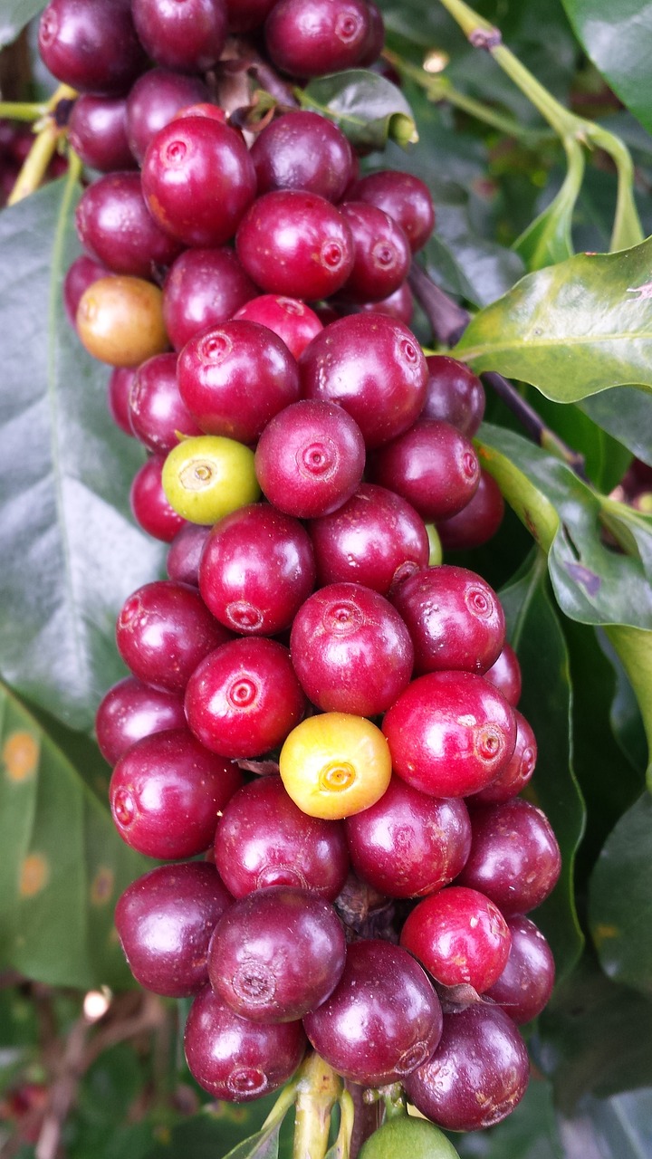 coffee, farm, roça-1009800.jpg